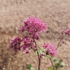 Violfrøstjerne Little Pinkie - Thalictrum hybrid Little Pinkie