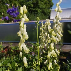 Stormhat Ivorine - Aconitum septentrionale Ivorine