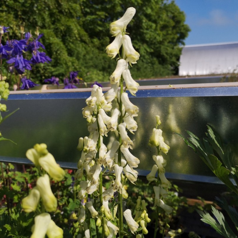 Stormhat Ivorine - Aconitum septentrionale Ivorine