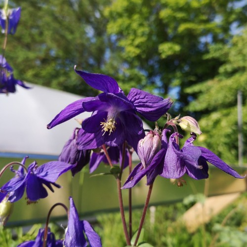 Alpeakeleje - Aquilegia alpina