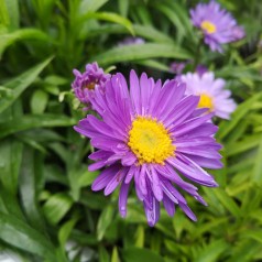 Alpeasters - Aster alpinus