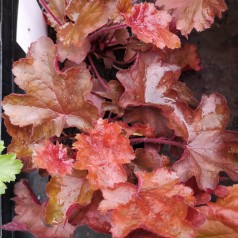 Alunrod Fire Chief - Heuchera hybrid Fire Chief