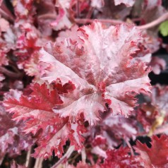 Alunrod Melting Fire - Heuchera hybrid Melting Fire