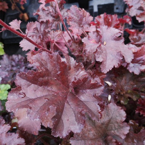 Alunrod Melting Fire - Heuchera hybrid Melting Fire