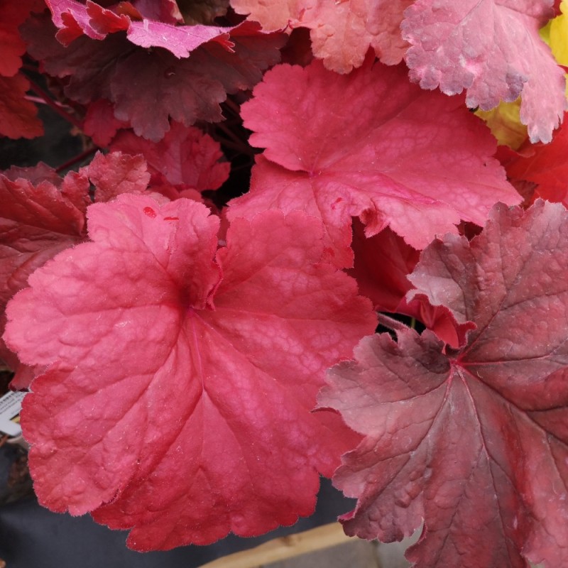 Alunrod Rio - Heuchera hybrid Rio