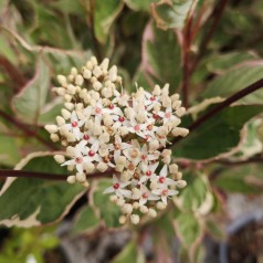 Flerfarvet broget Kornel 40-80 cm. - Cornus alba Miracle