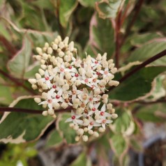 Flerfarvet broget Kornel - Cornus alba Miracle