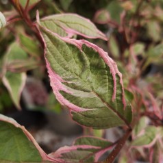 Flerfarvet broget Kornel - Cornus alba Miracle