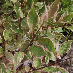 Flerfarvet broget Kornel 40-80 cm. - Cornus alba Miracle