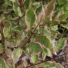Flerfarvet broget Kornel - Cornus alba Miracle