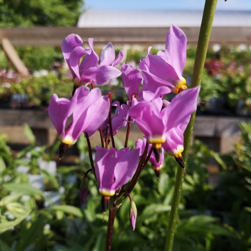 Gudeblomst - Dodecatheon meadia