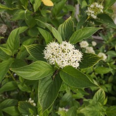 Gulgrenet Kornel - Cornus sericea Flaviramea