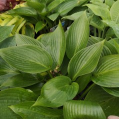 Hosta hybrid Devon Green / Funkia