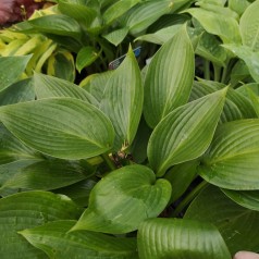 Hosta hybrid Devon Green