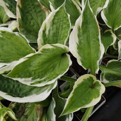Hosta hybrid Minute Man