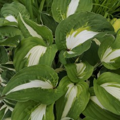 Hosta hybrid Night Before Chrismas
