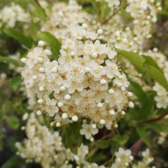 Ildtorn Golden Charmer - Pyracantha coccinea Golden Charmer