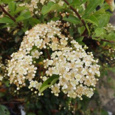 Ildtorn Orange Glow 40-60 cm. - Pyracantha coccinea Orange Glow