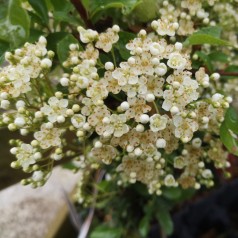 Ildtorn Red Column - Pyracantha coccinea Red Column