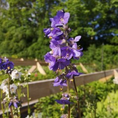 Jakobsstige - Polemonium caeruleum