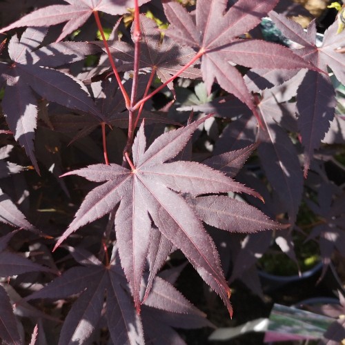 Japansk Ahorn Fireglow 40-60 cm. - Acer Palmatum Fireglow