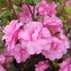 Japansk Azalea Rosebud - Rhododendron Rosebud
