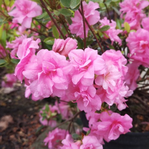 Japansk Azalea Rosebud - Rhododendron Rosebud