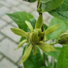 Kanelbusk Grønblomstrende - Calycanthus floridus Athens