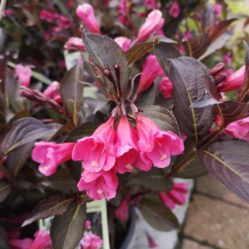 Klokkebusk Alexandra - Weigela florida Alexandra