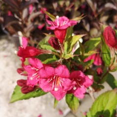 Klokkebusk Bristol Ruby - Weigela hybrid Bristol Ruby