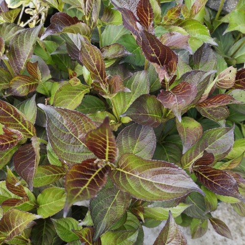 Klokkebusk Ebony and Ivory - Weigela florida Ebony and Ivory