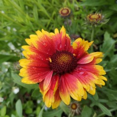 Kokardeblomst Bijou - Gaillardia aristata Bijou