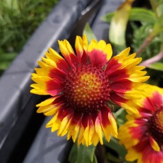 Kokardeblomst Bijou - Gaillardia aristata Bijou