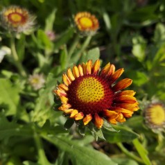 Kokardeblomst Bijou - Gaillardia aristata Bijou