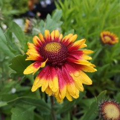 Kokardeblomst Bijou - Gaillardia aristata Bijou