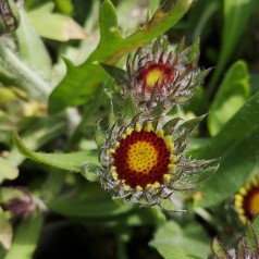 Kokardeblomst Bijou - Gaillardia aristata Bijou