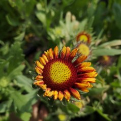 Kokardeblomst Bijou - Gaillardia aristata Bijou