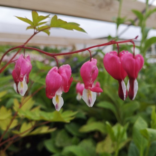 Løjtnantshjerte - Dicentra spectabilis