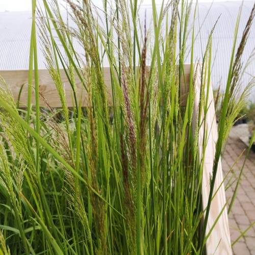 Mosebunke Schottland - Deschampsia cespitosa Schottland