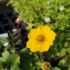Nellikerod Diana - Geum...