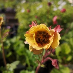 Nellikerod Tempo Yellow - Geum hybrida Tempo Yellow