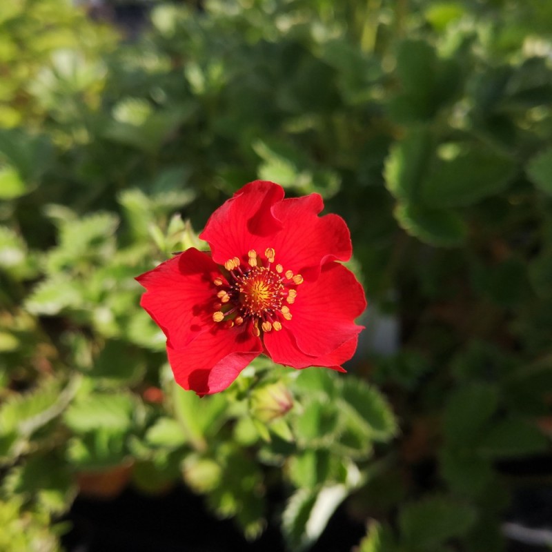 Rød Potentil - Potentilla atrosanguinea