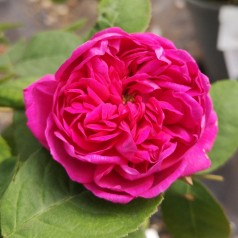 Rose De Rescht - Buskrose