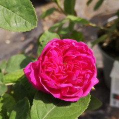 Rose De Rescht - Buskrose