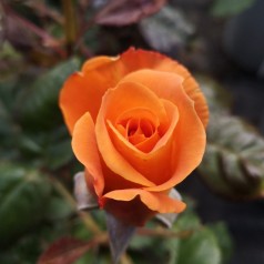 Rose Flora Danica / Storblomstretrose