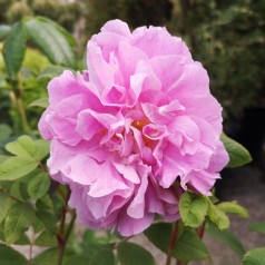 Rose Thérése Bugnet - Canadisk Rose / Barrods