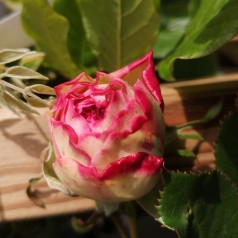 Rose Willestrup (Eden Rose) - Slyngrose