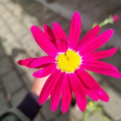 Rosenkrave Robinson's Red - Tanacetum coccineum Robinson's Red