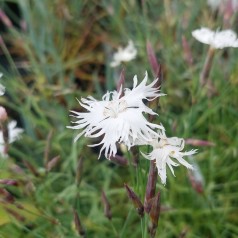 Sandnellike - Dianthus arenarius