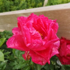 Silkepæon Paula Fay - Paeonia lactiflora Paula Fay